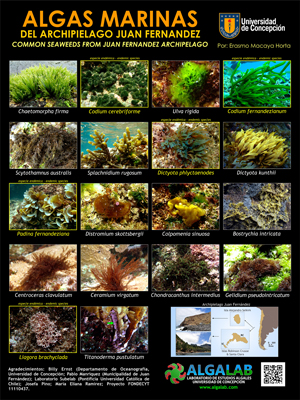 Algas Marinas del Archipielago de Juan Fernández / Common Seaweeds from Juan Fernandez Archipelago