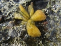 Asteronema breviarticulatum