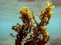 Sargassum obtusifolium