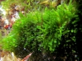 Caulerpa