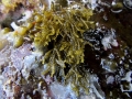 Chnoospora minima